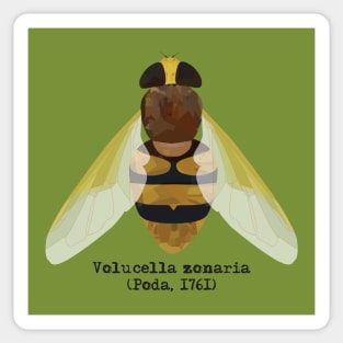 Hornet hoverfly Volucella zonaria. Sticker